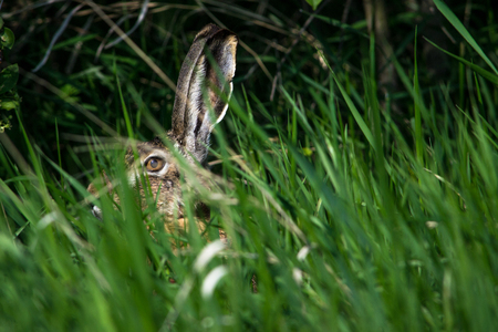 European hare sitting in grass field. Lepus europaeus close up portrait
