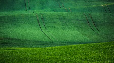 Green spring field abstract eco background. Summer hill wallpaper.の写真素材