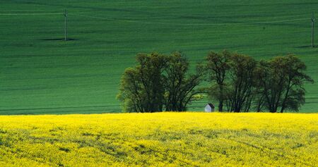 Green spring field abstract eco background. Summer yellow Rapeseed wallpaper. Blooming canola flowers.の写真素材