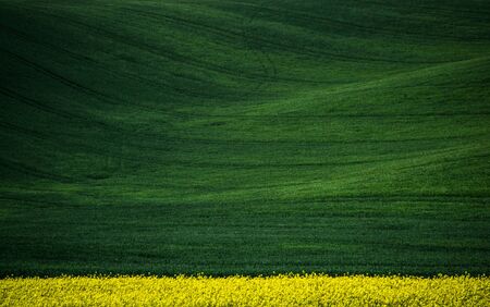Green spring sown field abstract eco background. Summer hill minimal nature wallpaper. South Moravia, Czech Republicの写真素材