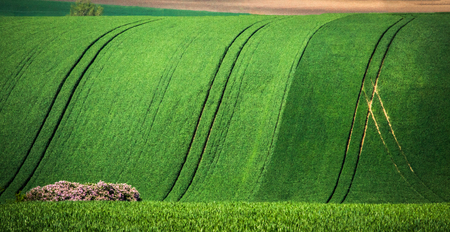 Green spring sown field abstract eco background. Summer hill minimal nature wallpaper. South Moravia, Czech Republicの写真素材