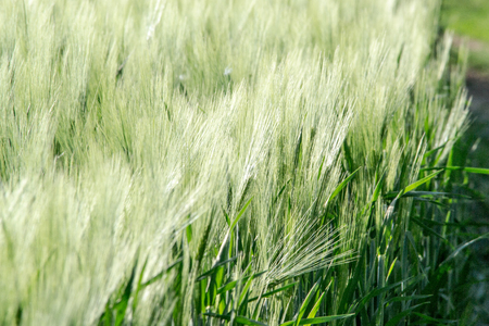 Green spring rye field eco background. Summer nature wallpaper. South Moravia, Czech Republicの写真素材