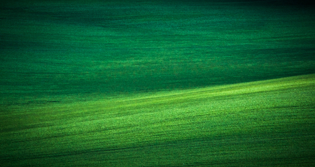 Green spring sown field abstract eco background. Summer hill minimal nature wallpaper. South Moravia, Czech Republicの写真素材