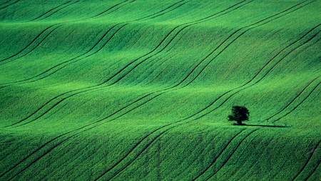Green spring sown field abstract eco background. Summer hill amazing paysage wallpaper. South Moravia, Czech Republicの写真素材