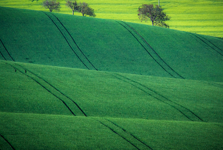 Green spring sown field abstract eco background. Summer hill amazing paysage wallpaper. South Moravia, Czech Republicの写真素材
