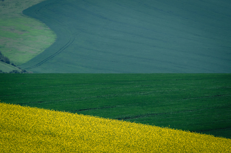 Green spring sown field abstract eco background. Summer hill amazing paysage wallpaper. South Moravia, Czech Republicの写真素材