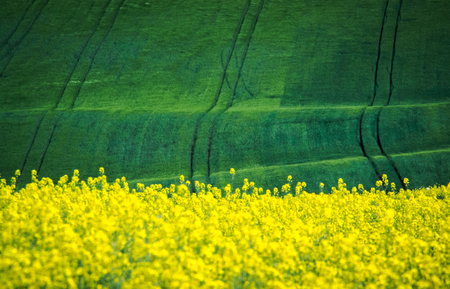Green spring sown field abstract eco background. Summer hill amazing paysage wallpaper. South Moravia, Czech Republicの写真素材