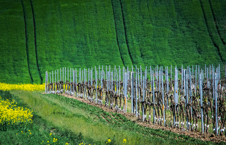 Green spring vineyard eco background. Summer hill amazing paysage wallpaper. South Moravia, Czech Republicの写真素材