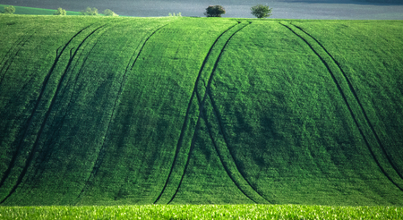 Green and tirquoise spring sown field abstract eco background. Summer hill amazing paysage wallpaper. South Moravia, Czech Republicの写真素材