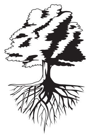 tree rootのイラスト素材