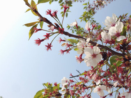 Sakura Blossom in Japanの写真素材