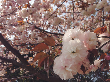 Sakura Blossom in Japanの写真素材