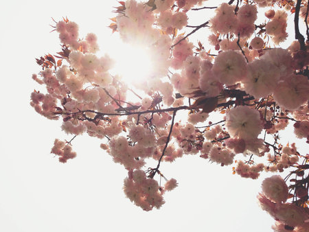 Sakura Blossom in Japanの写真素材