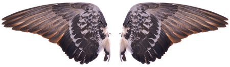 Pinion on the sprawling on white background