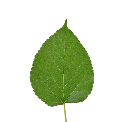 Green Mulberry leaf isolated on white background
