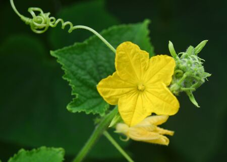 Sponge gourd yellow flower with leaf on tree in gardenの写真素材