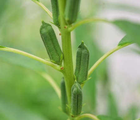 Fresh herbal plant leaves Andrographis paniculataの写真素材