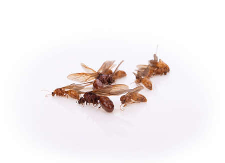 Winged ants isolated on white backgroundの写真素材