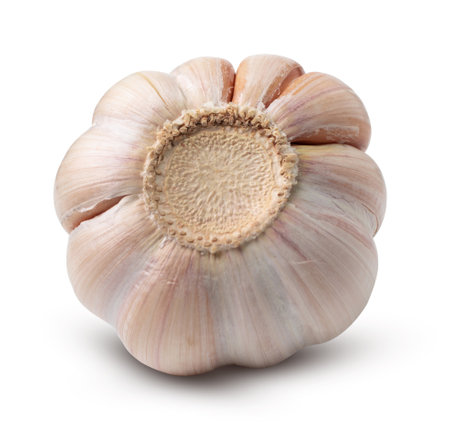 Beautiful garlic isolated on white background. with clipping path.の写真素材