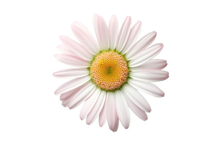 Flowers of pyrethrum isolated on white background. Generative AIの素材