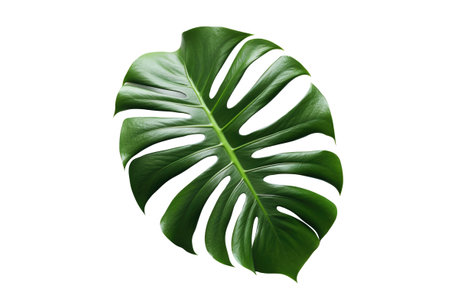 Monstera plant leaf, the tropical evergreen vine isolated on white background. Generative AIの素材