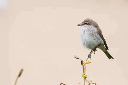Red-basket shrike on branch at cream backgroundの写真素材
