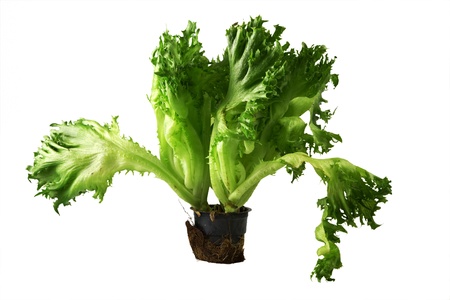 Lettuce bush in earth pot on whiteの写真素材