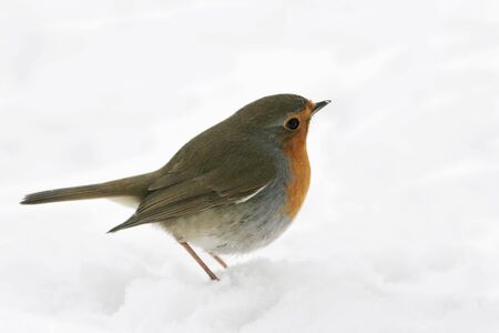 Robin standing on snow and looking aheadの写真素材