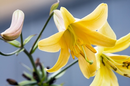 Yellow lily bush close upの写真素材