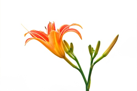 Lily flower on white backgroundの写真素材