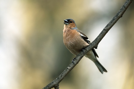 Chaffinch male on branch singingの写真素材