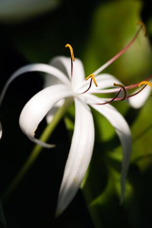 Exotic white tropic flowerの写真素材
