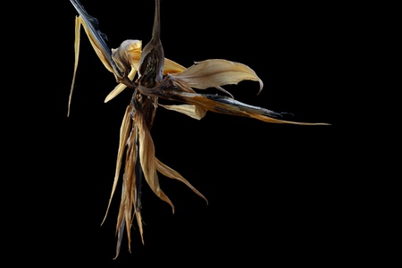 Dancing monk-strelitsiya dried-up,の写真素材
