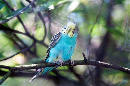 Parrot in habitatの写真素材