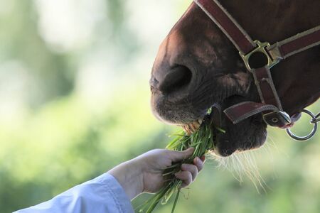Horse eating grass from female handの写真素材