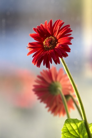 Gerbera flowers and reflected in windowの写真素材