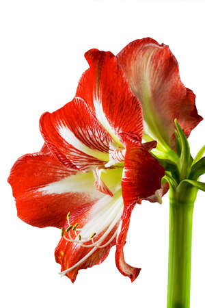 Gippeastrum close up at whiteの写真素材