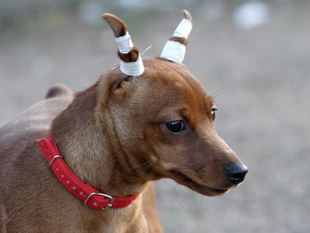 Dog with ears bandageの写真素材