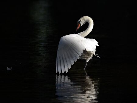 Dancing swanの写真素材
