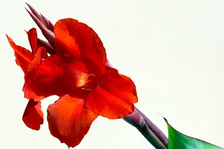 Red canna flower on whiteの写真素材