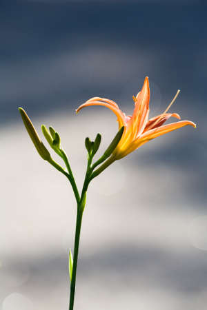 One lily on sky backgroundの写真素材