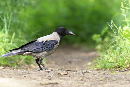 Crow on path 