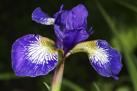 Iris close upの写真素材