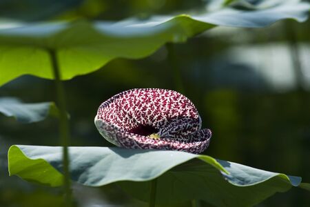 Orchid on leaf in jungleの写真素材