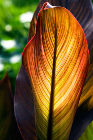 Canna leaf 