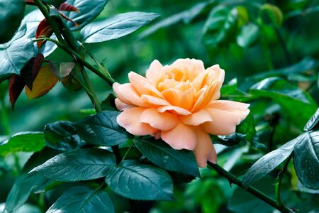 Rose's bud on bushの写真素材