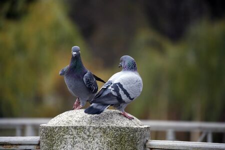 Two pigeons on bridgeの写真素材