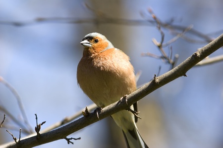 Chaffinch portrait close upの写真素材