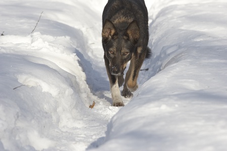 Geting lost dog stalking at snow path