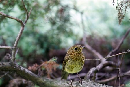 Robin nestling in forestの写真素材